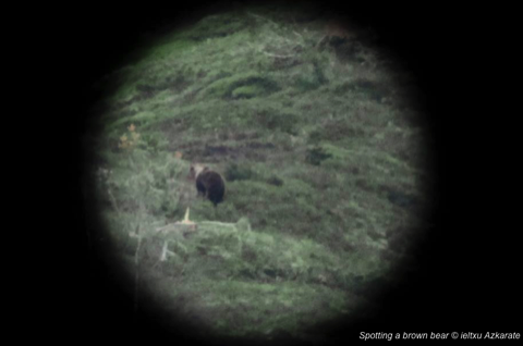 Spotting a brown bear